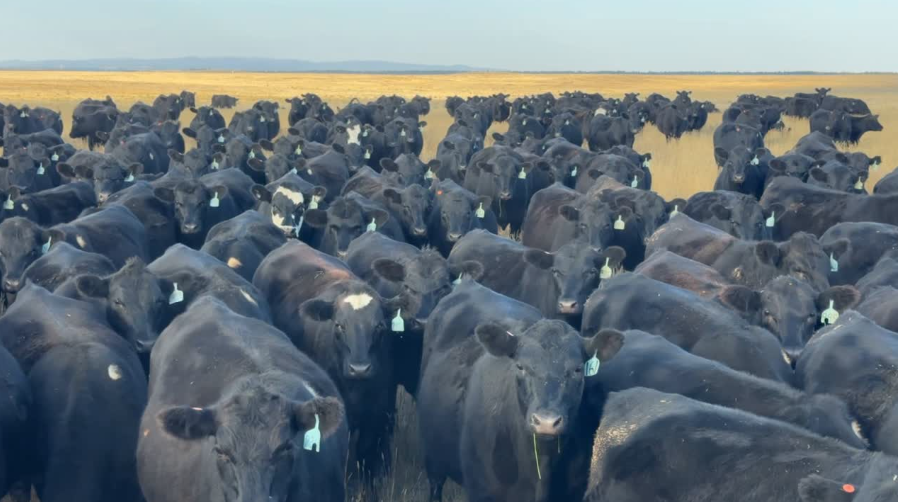 March calvers, first cycle, hand-pick your load out of 500 head. 925-1000 lbs.- BH1006C5